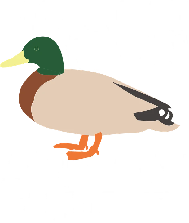 Mallard bird DTF Transfer